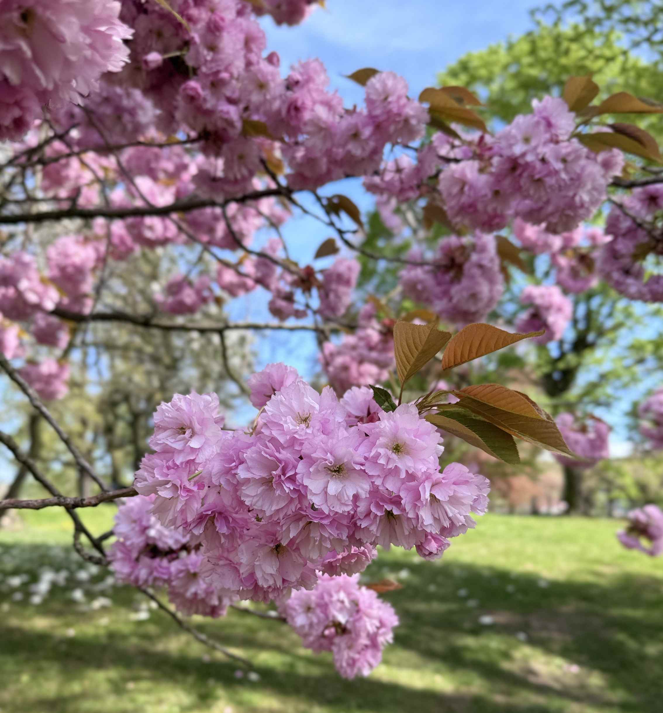 Relaxation beneath the tree canopies